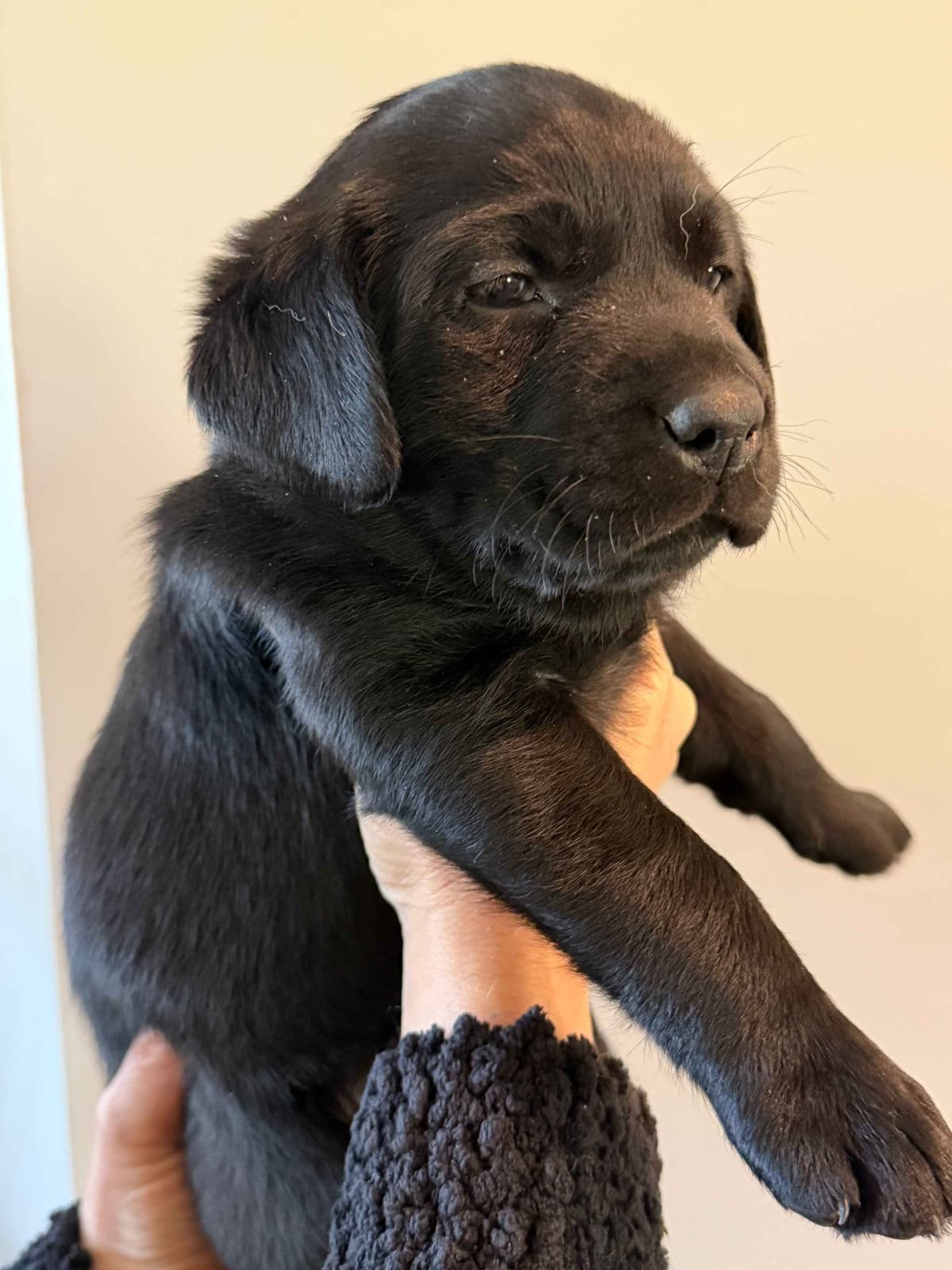 Labrador Retriever Puppies breeder image 1