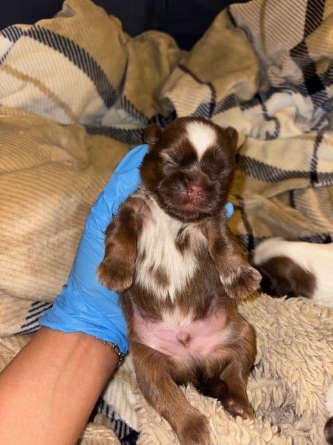 Shih Tzu Puppies breeder image 5