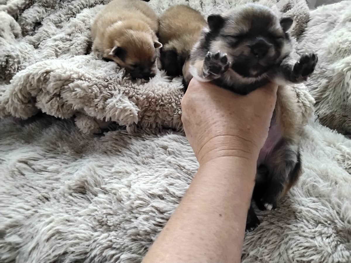 Pomeranian puppies (FairytailPoms.com) breeder image 5