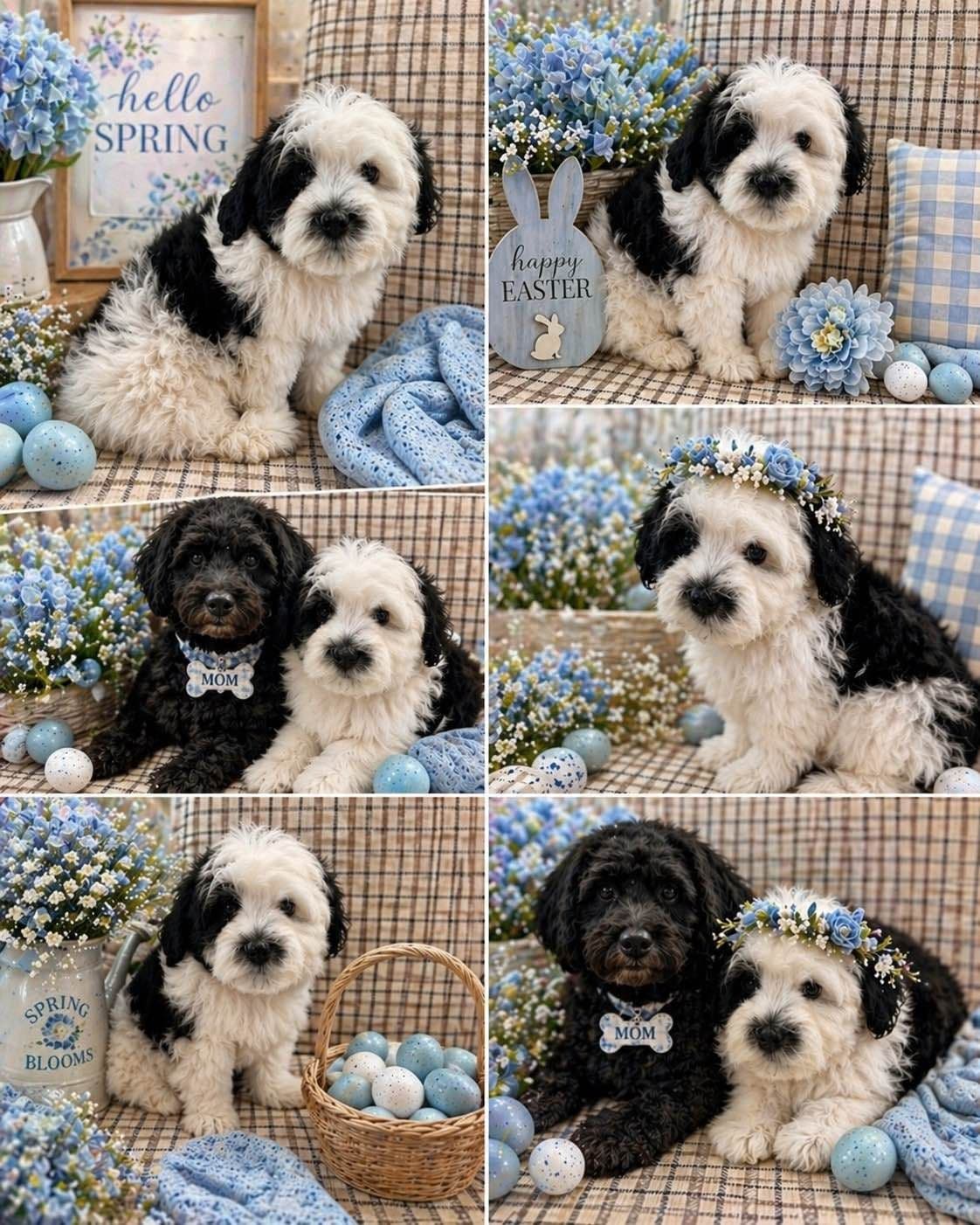 Havanese Puppies-Best to Call or Text. 941-468-7926 breeder image 22