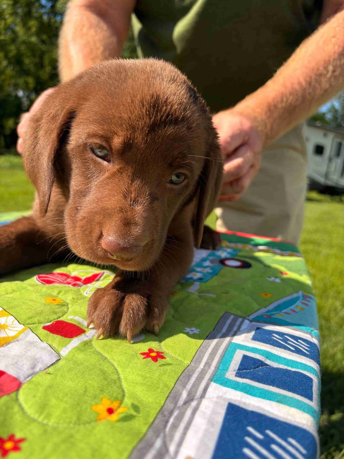 Labrador Retriever Puppies breeder image 2
