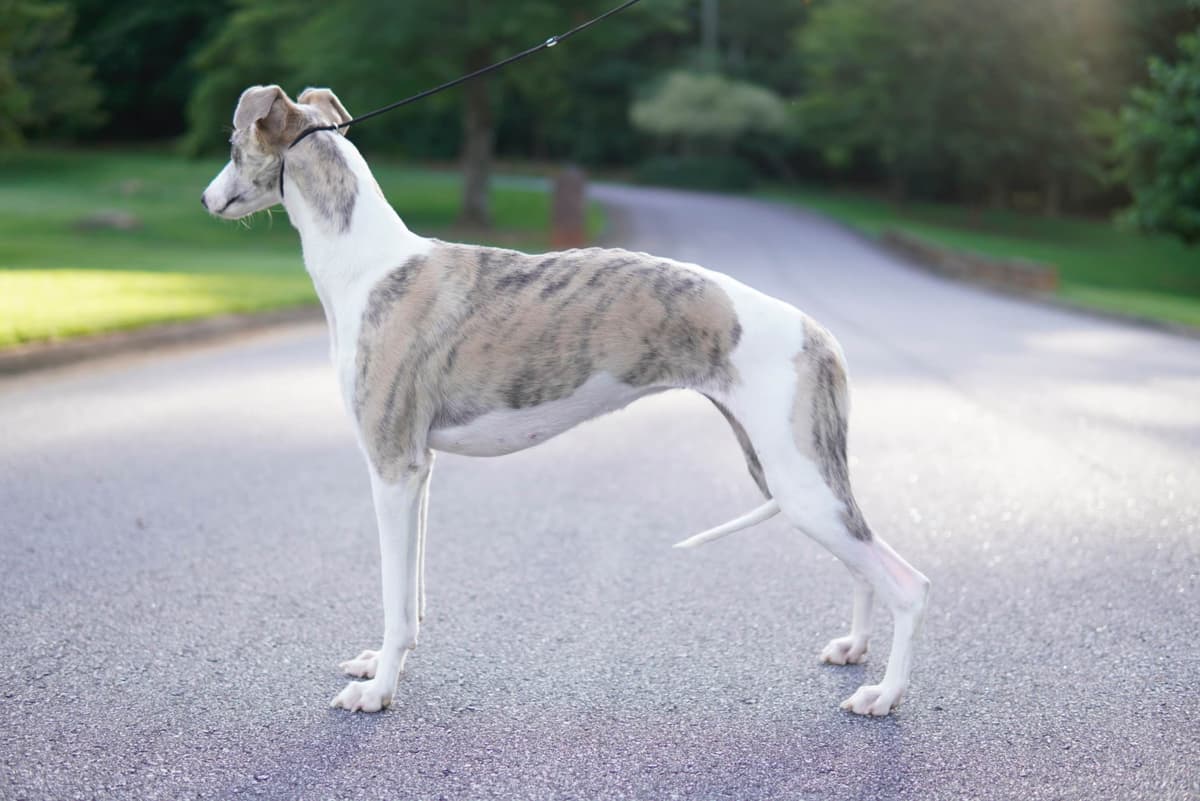 Whippet Puppies breeder image 6