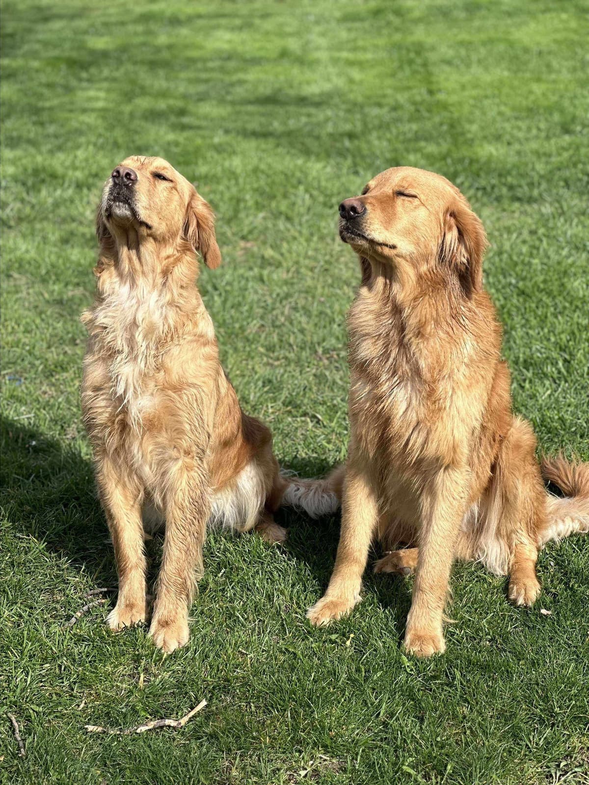 Golden Retriever Puppies breeder image 10
