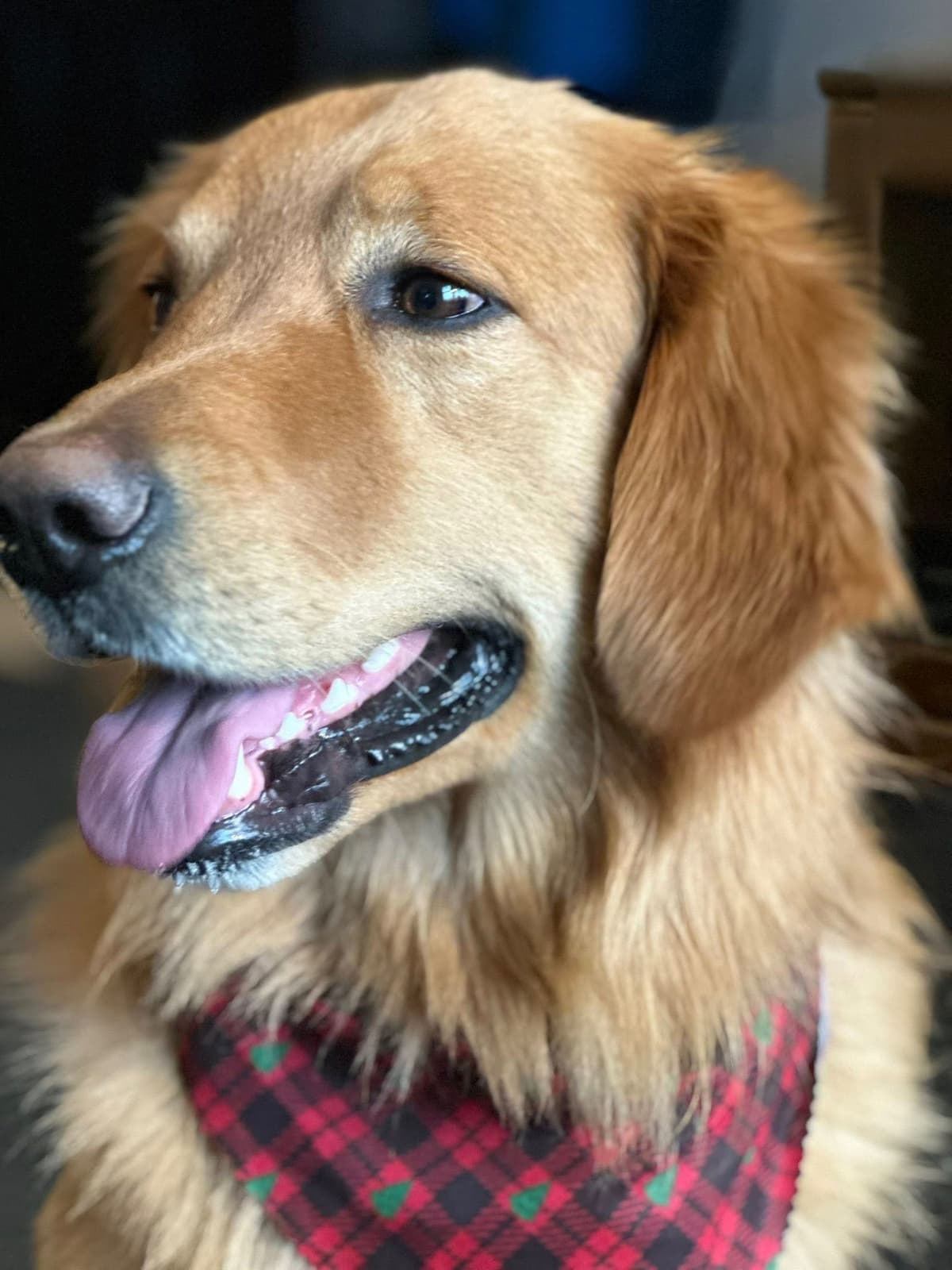 Golden Retriever Puppies breeder image 21