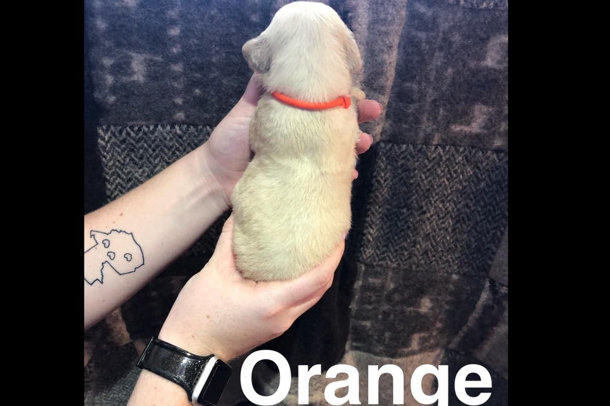 AKC Poodle Puppies breeder image 9