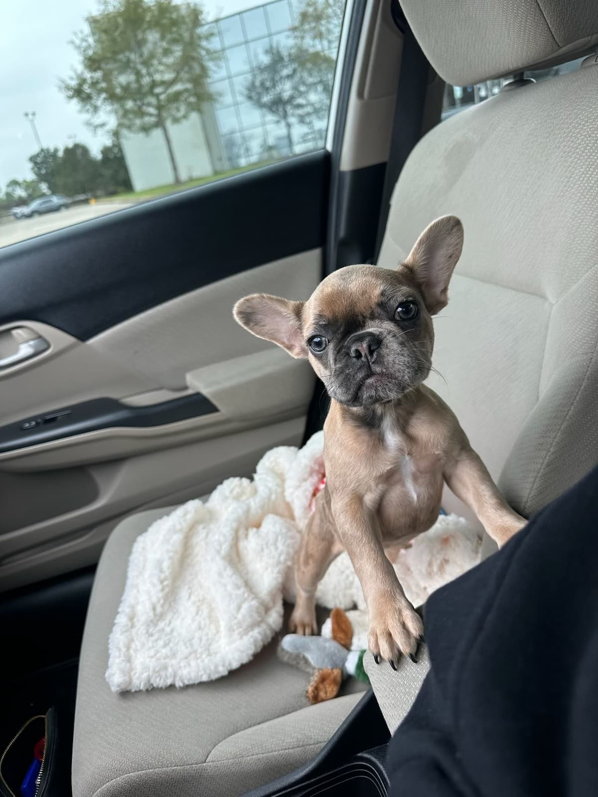 French Bulldog Puppies breeder image 3