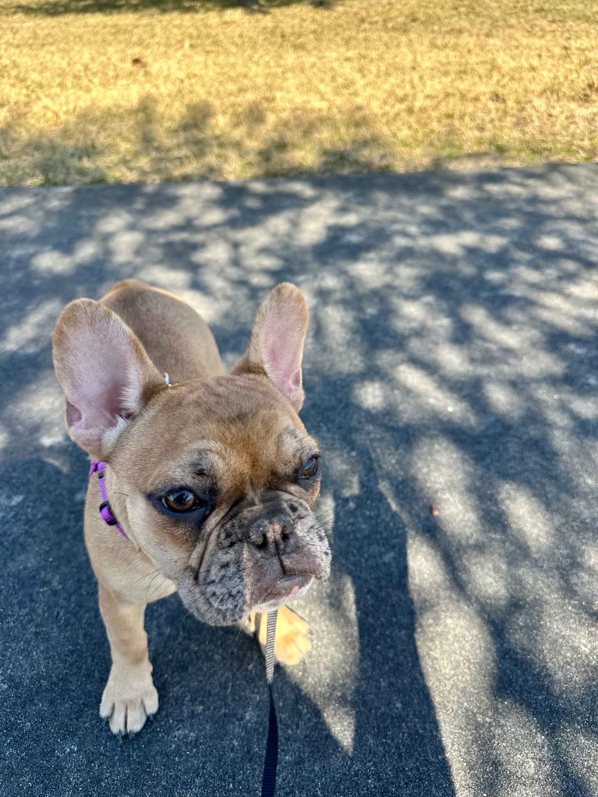 French Bulldog Puppies breeder image 20