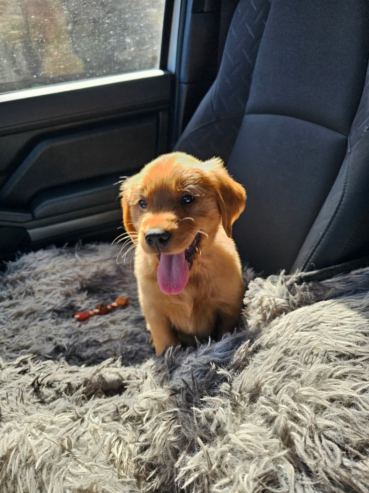 Golden Retriever Puppies breeder image 6