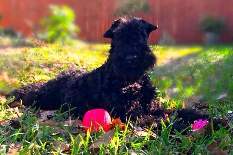 Kerry Blue Terrier Puppies breeder image 2