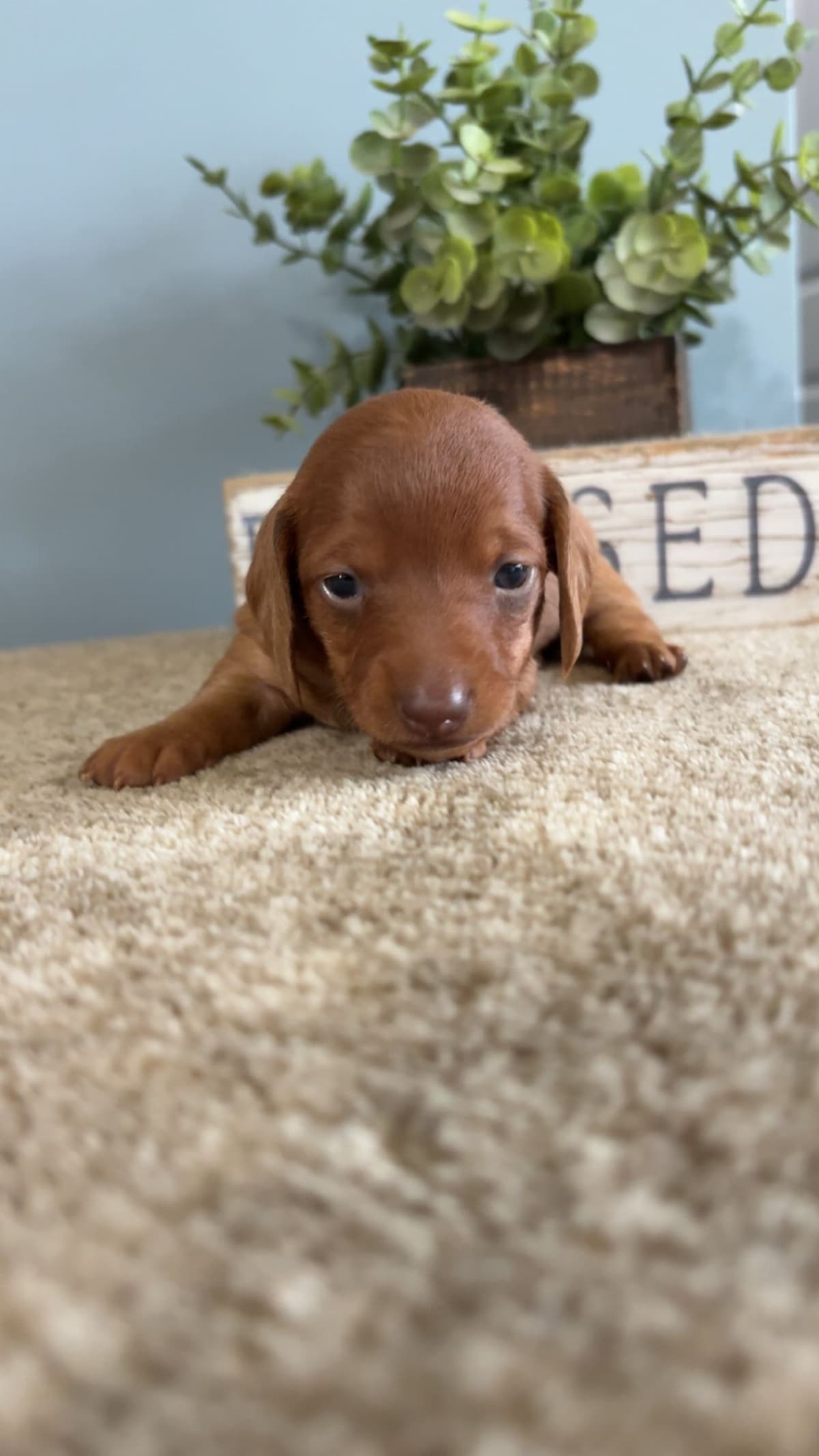 Dachshund Puppies breeder image 4