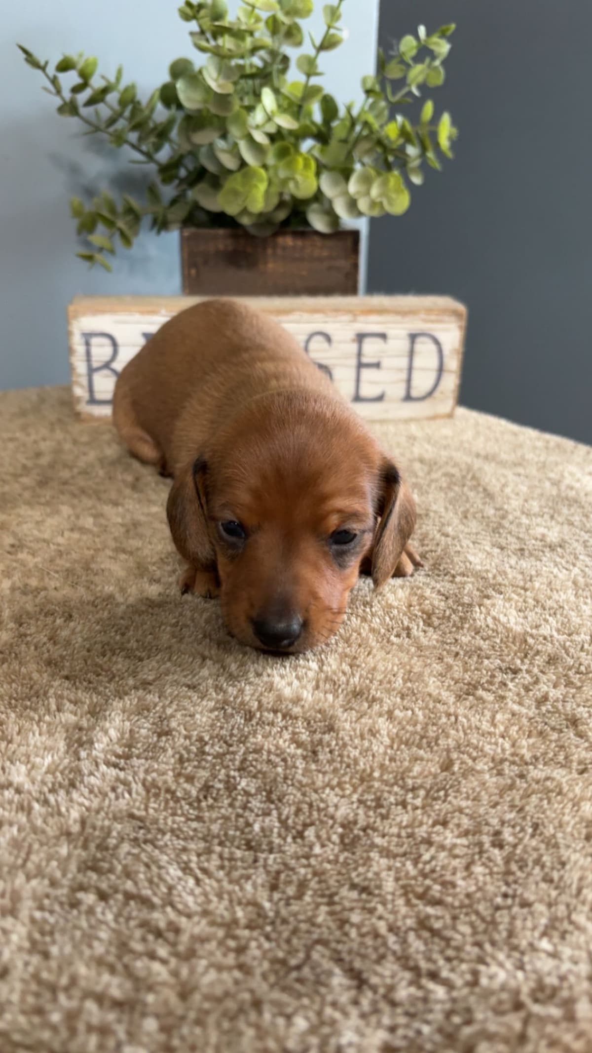 Dachshund Puppies breeder image 9