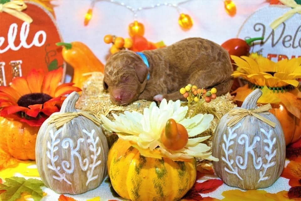 Poodle Puppies breeder image 5