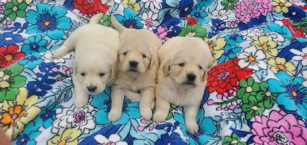Golden Retriever Puppies breeder image 10