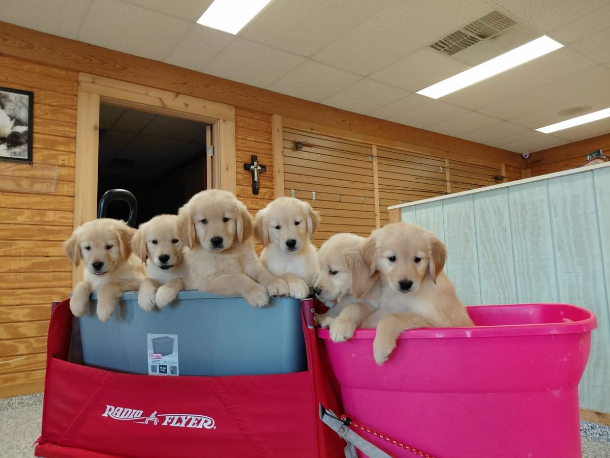 Golden Retriever Puppies breeder image 1