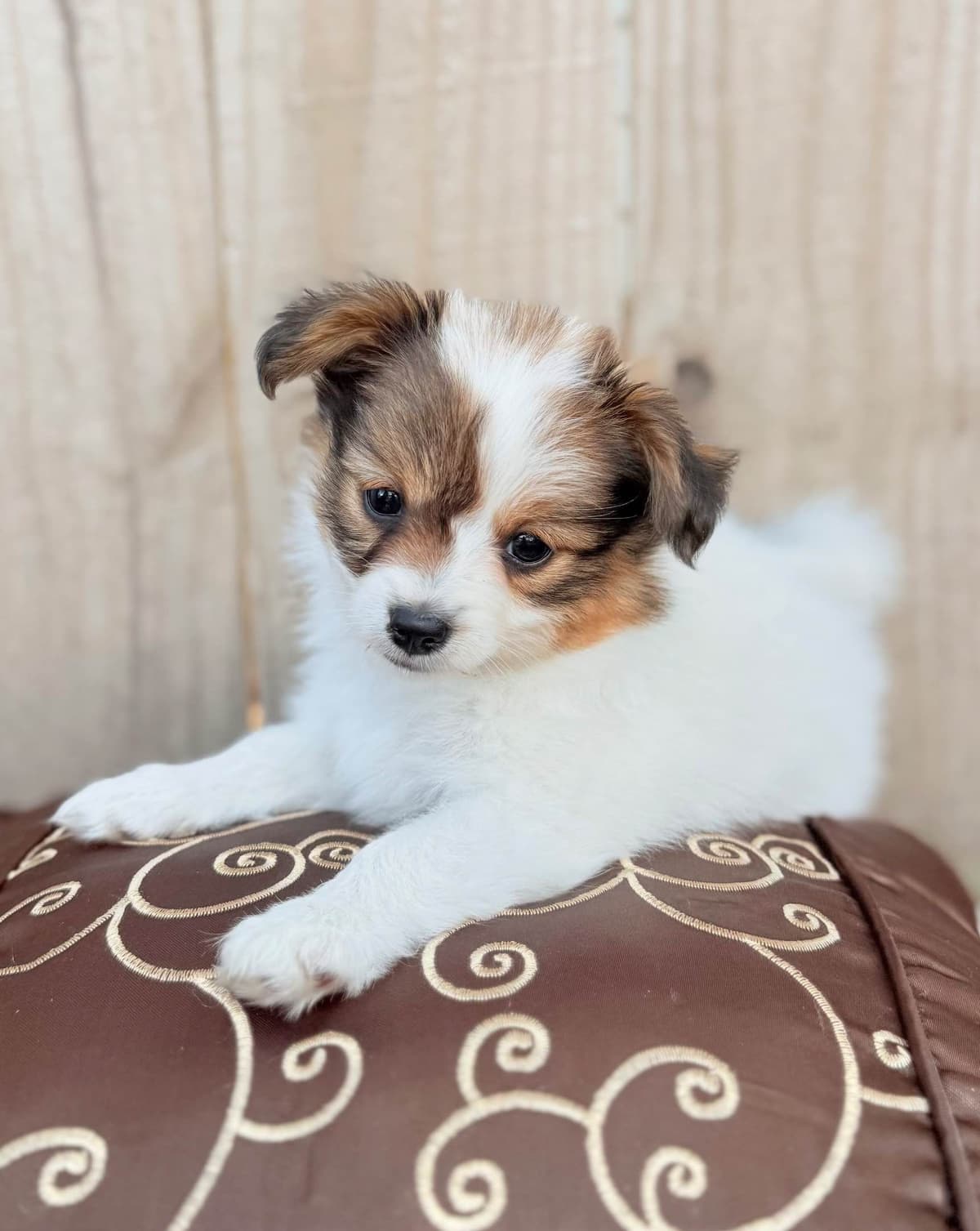 Male Papillon Puppy breeder image 3