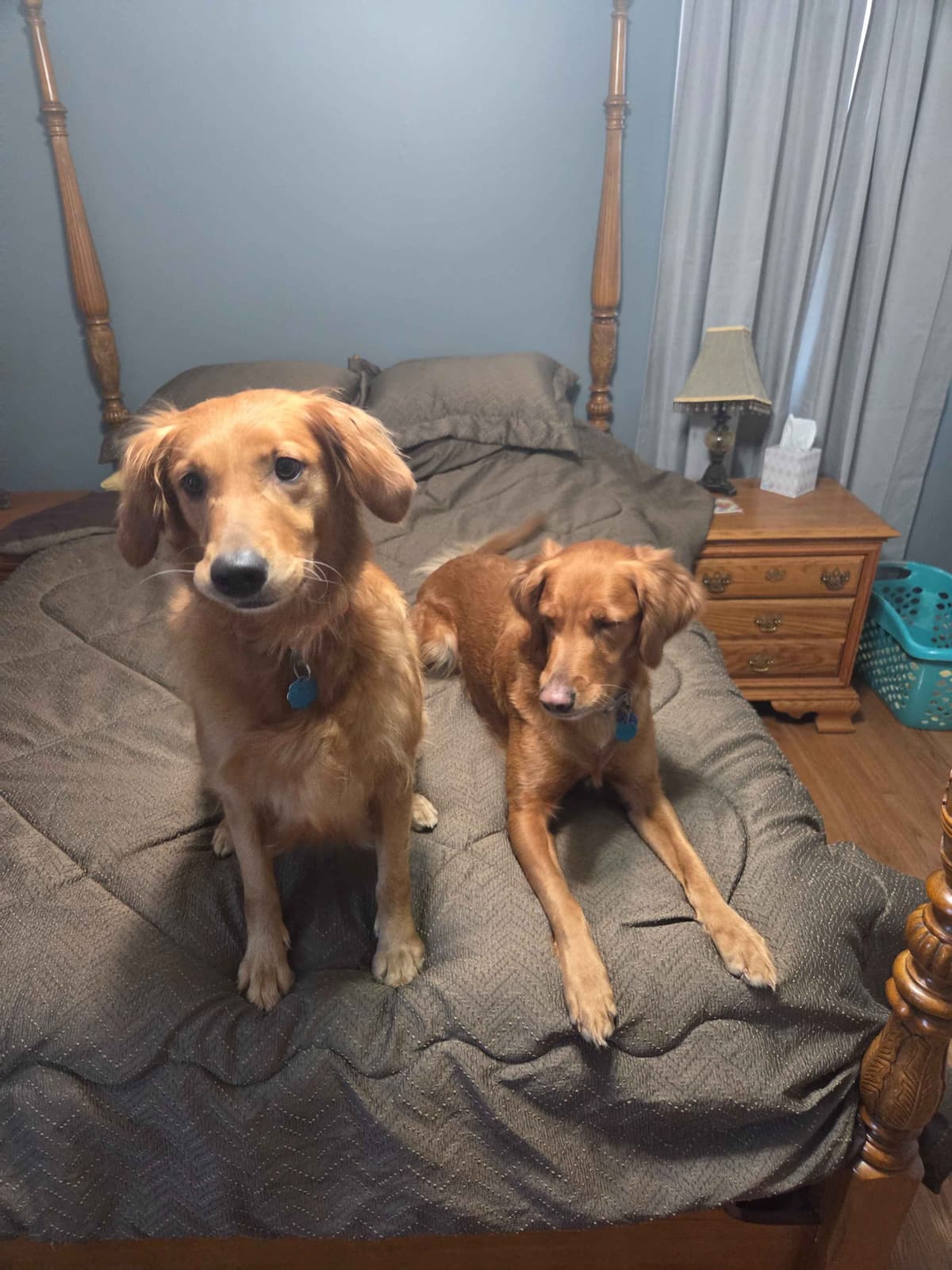 Golden Retriever Puppies breeder image 3