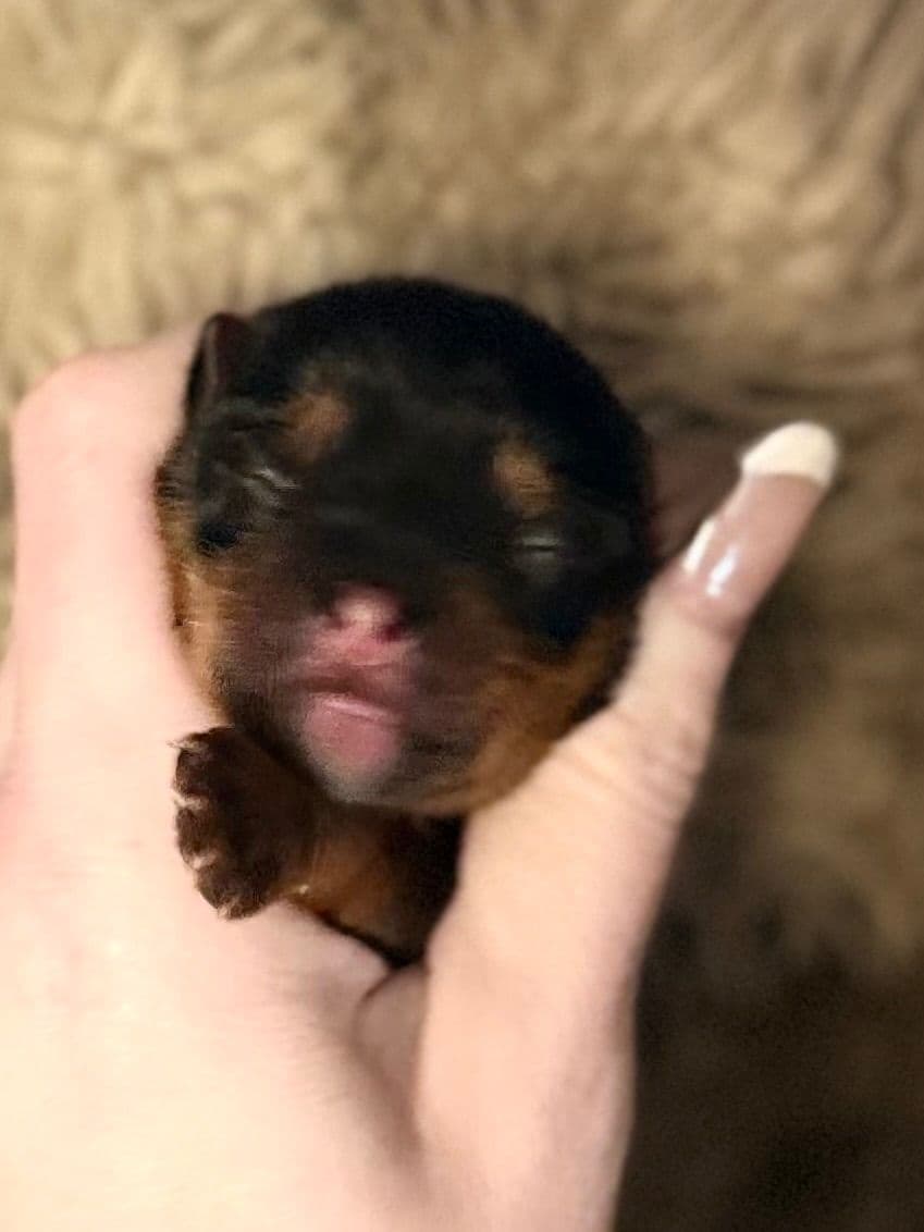 Yorkshire Terrier Puppies breeder image 4