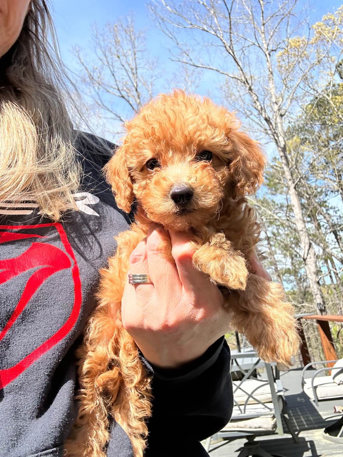 Poodle Puppies breeder image 19