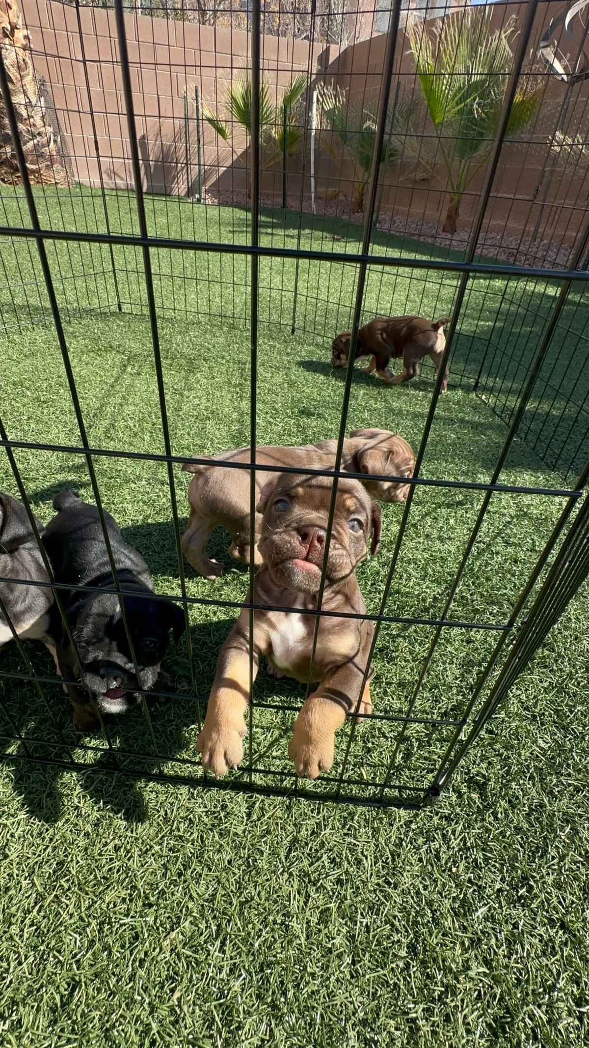 English Bulldog Puppies breeder image 21