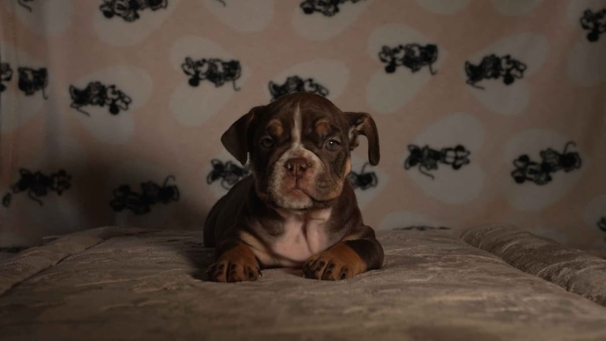 English Bulldog Puppies breeder image 5