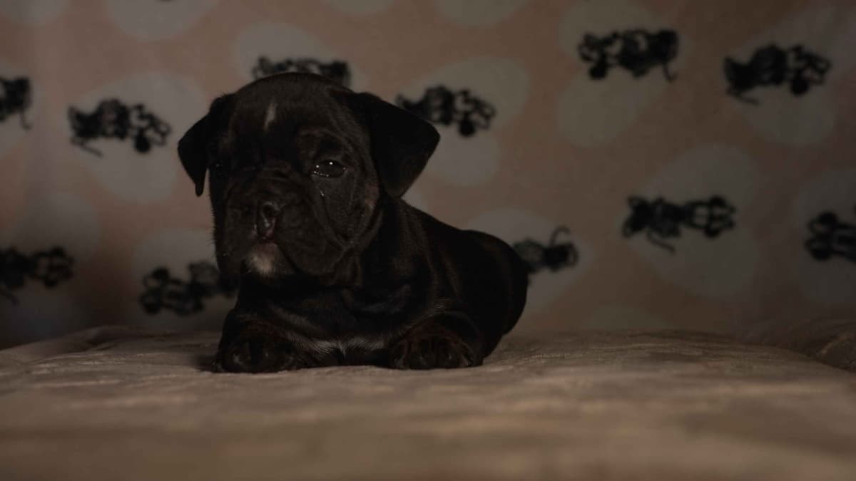 English Bulldog Puppies breeder image 6
