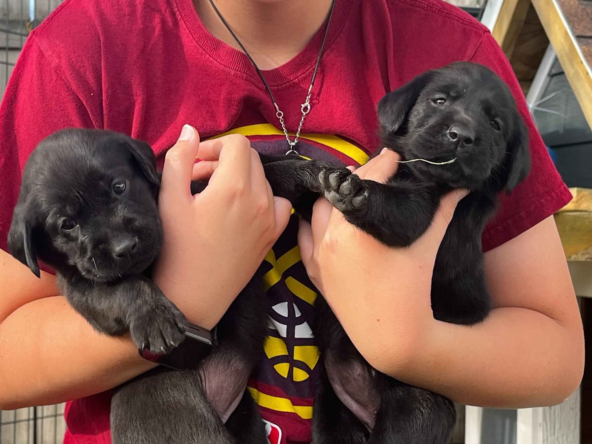 Labrador Retriever Puppies breeder image 8