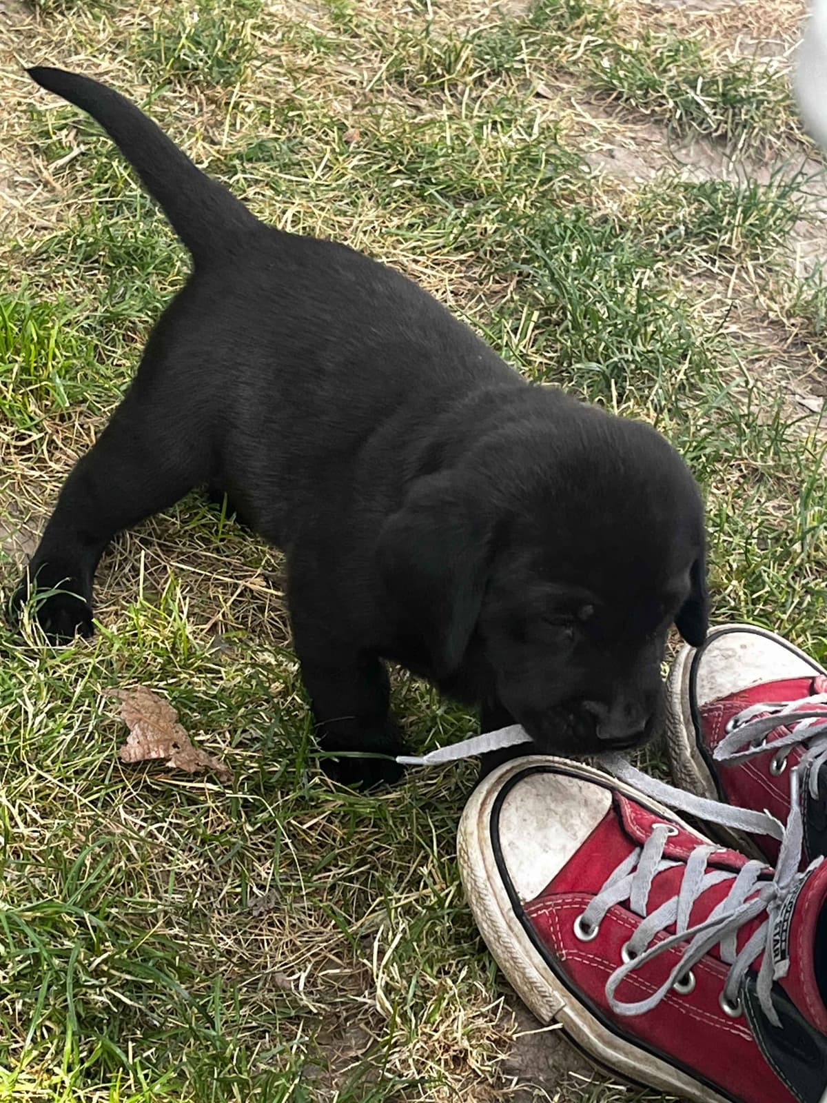 Labrador Retriever Puppies breeder image 21