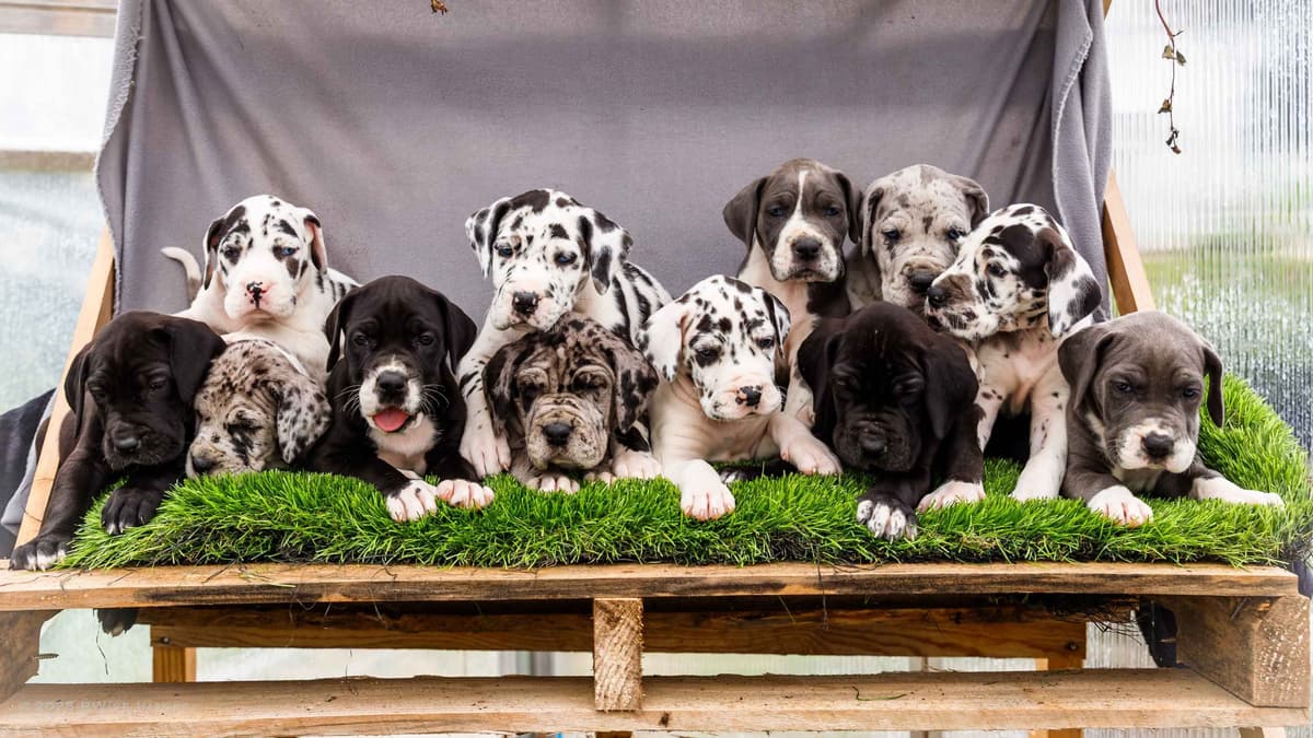 AKC European Blood Line Great Dane puppies breeder image 2