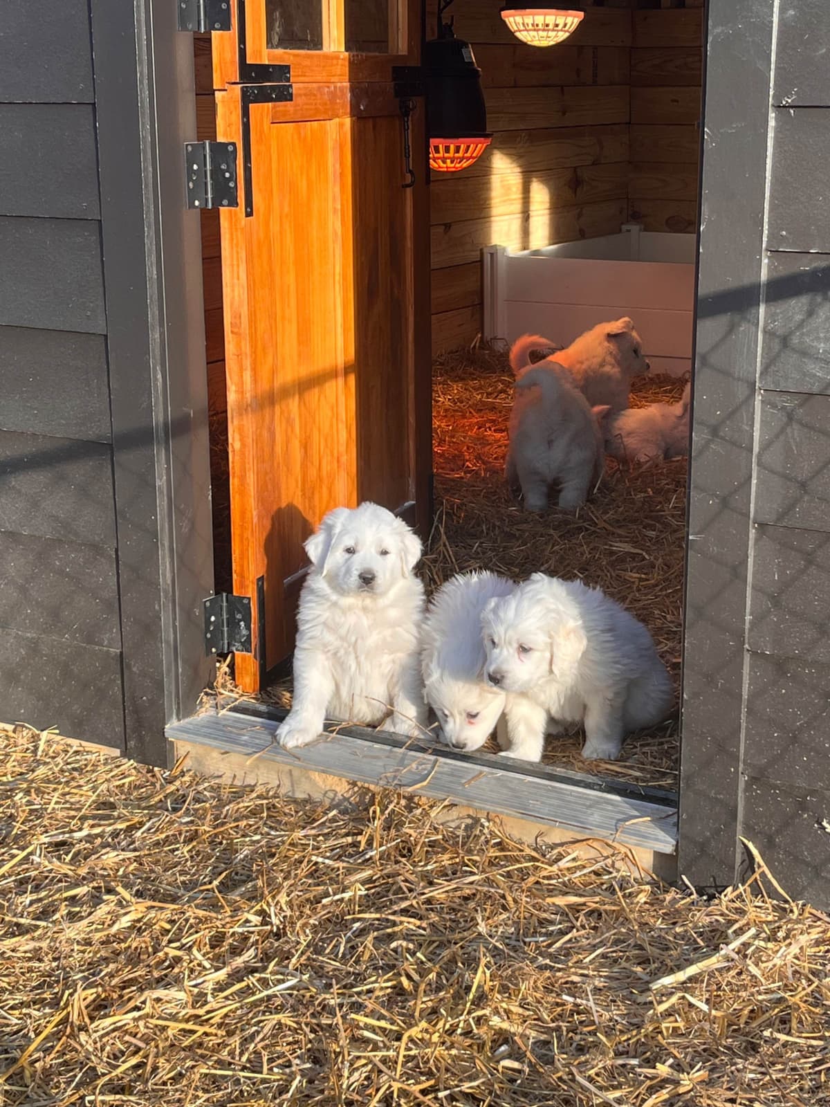 Great Pyrenees Puppies breeder image 10