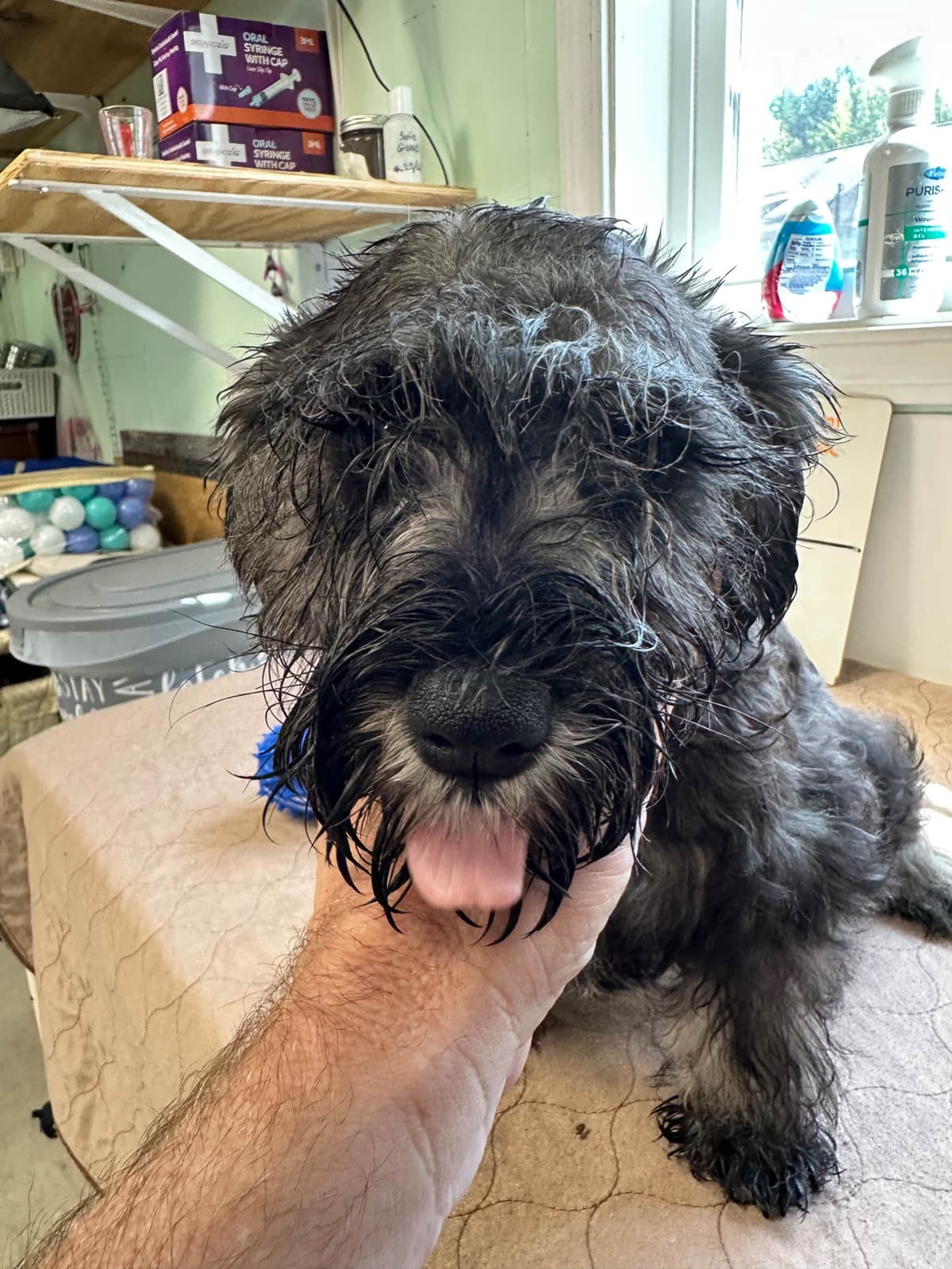 Miniature Schnauzer Puppies breeder image 22