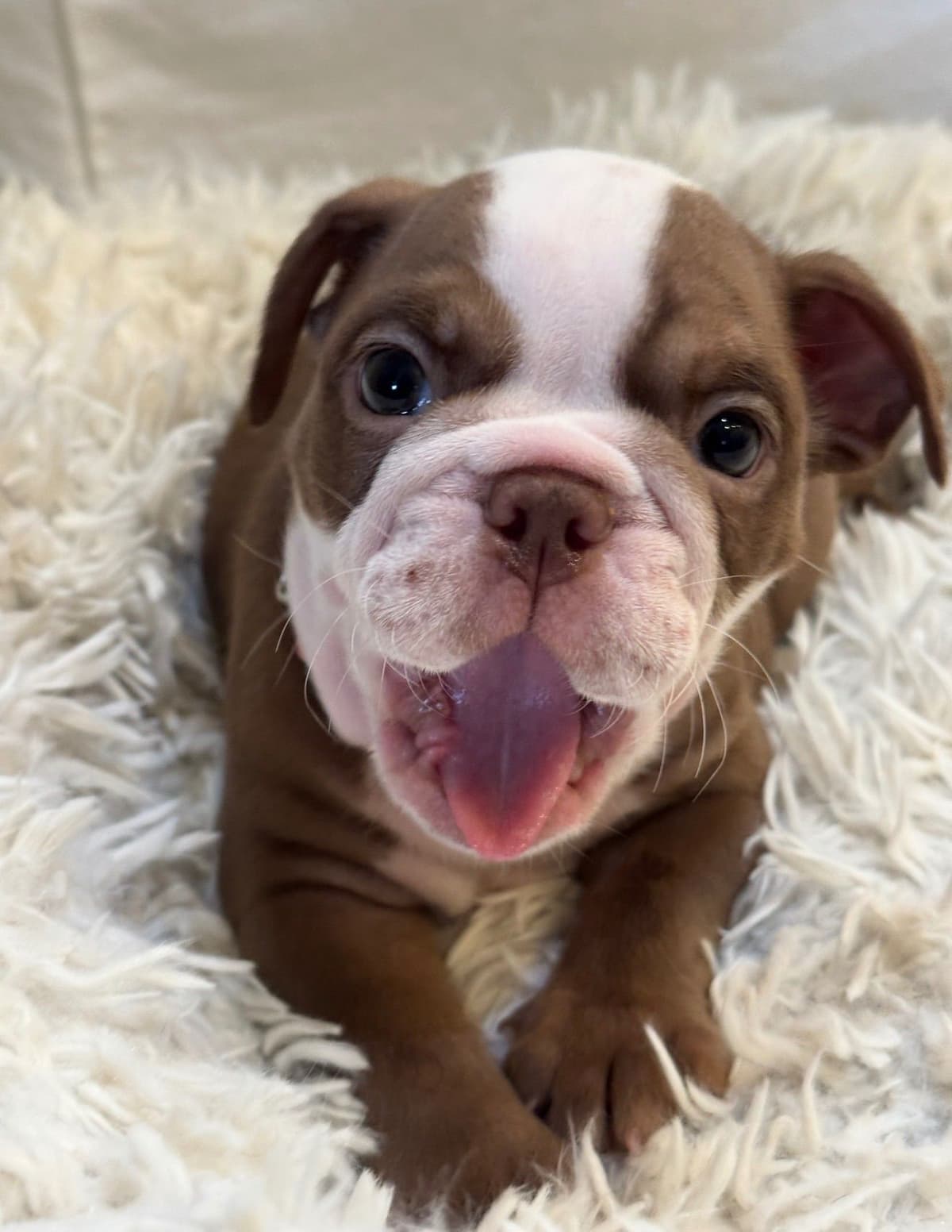 Available now. Bulldog Puppies (Mini) breeder image 4