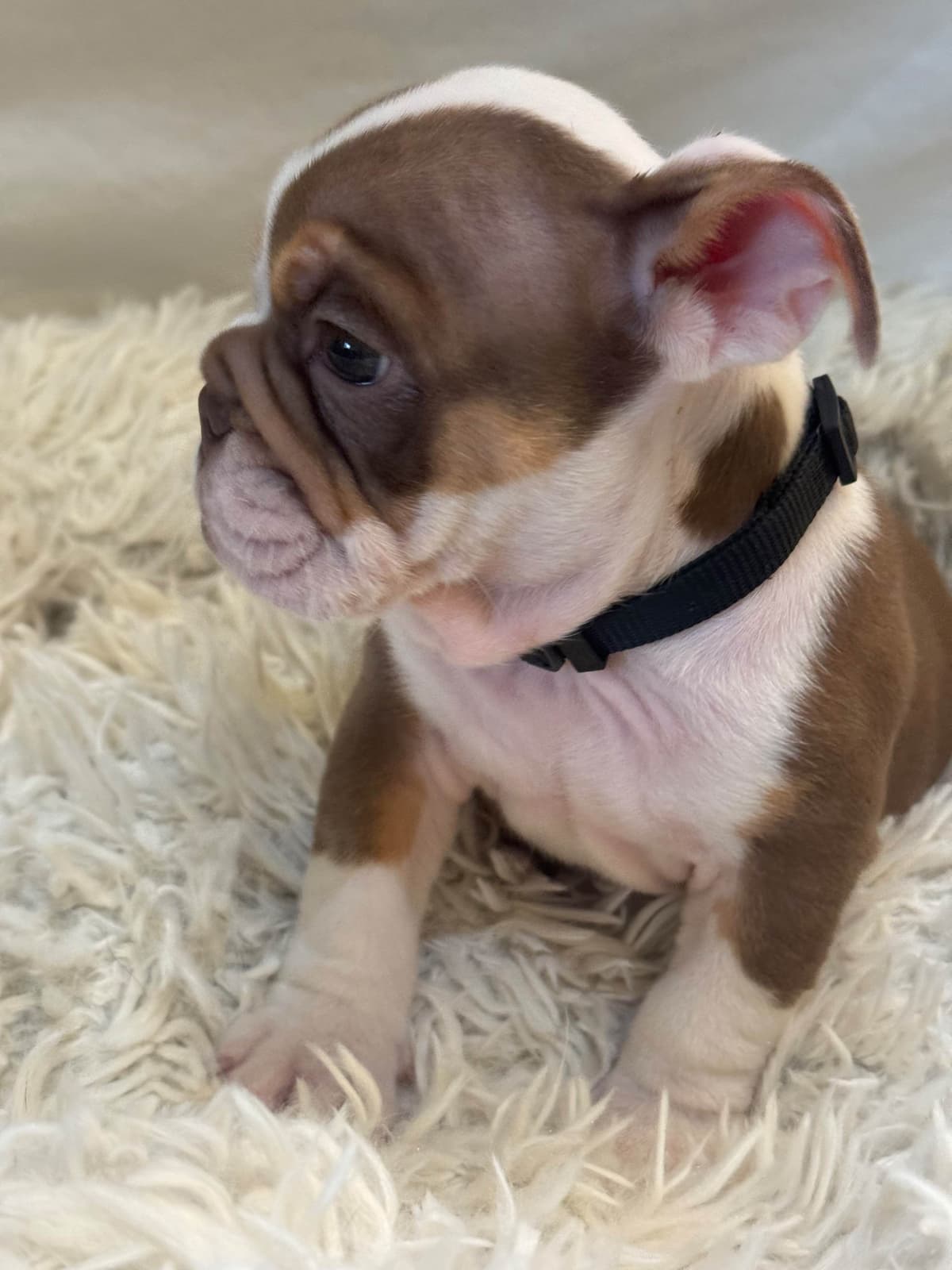 Available now. Bulldog Puppies (Mini) breeder image 5