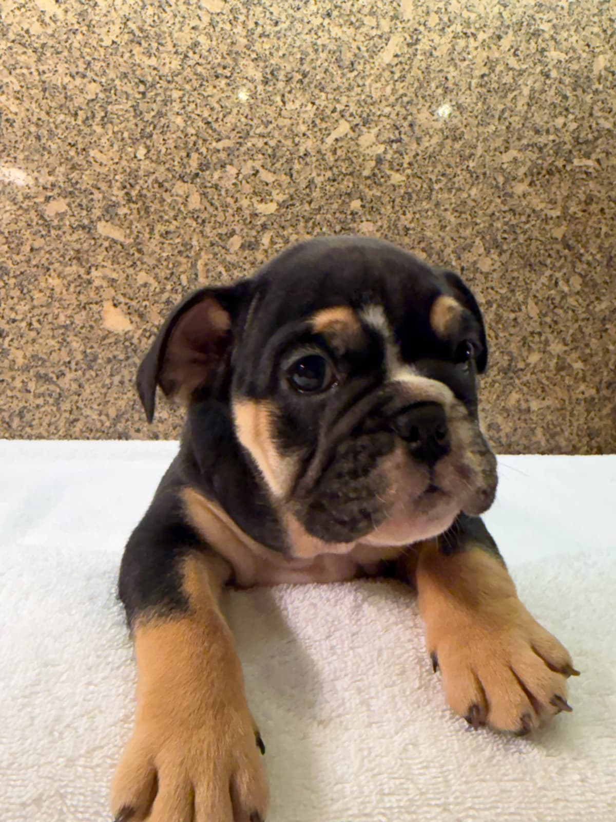 Available now. Bulldog Puppies (Mini) breeder image 8