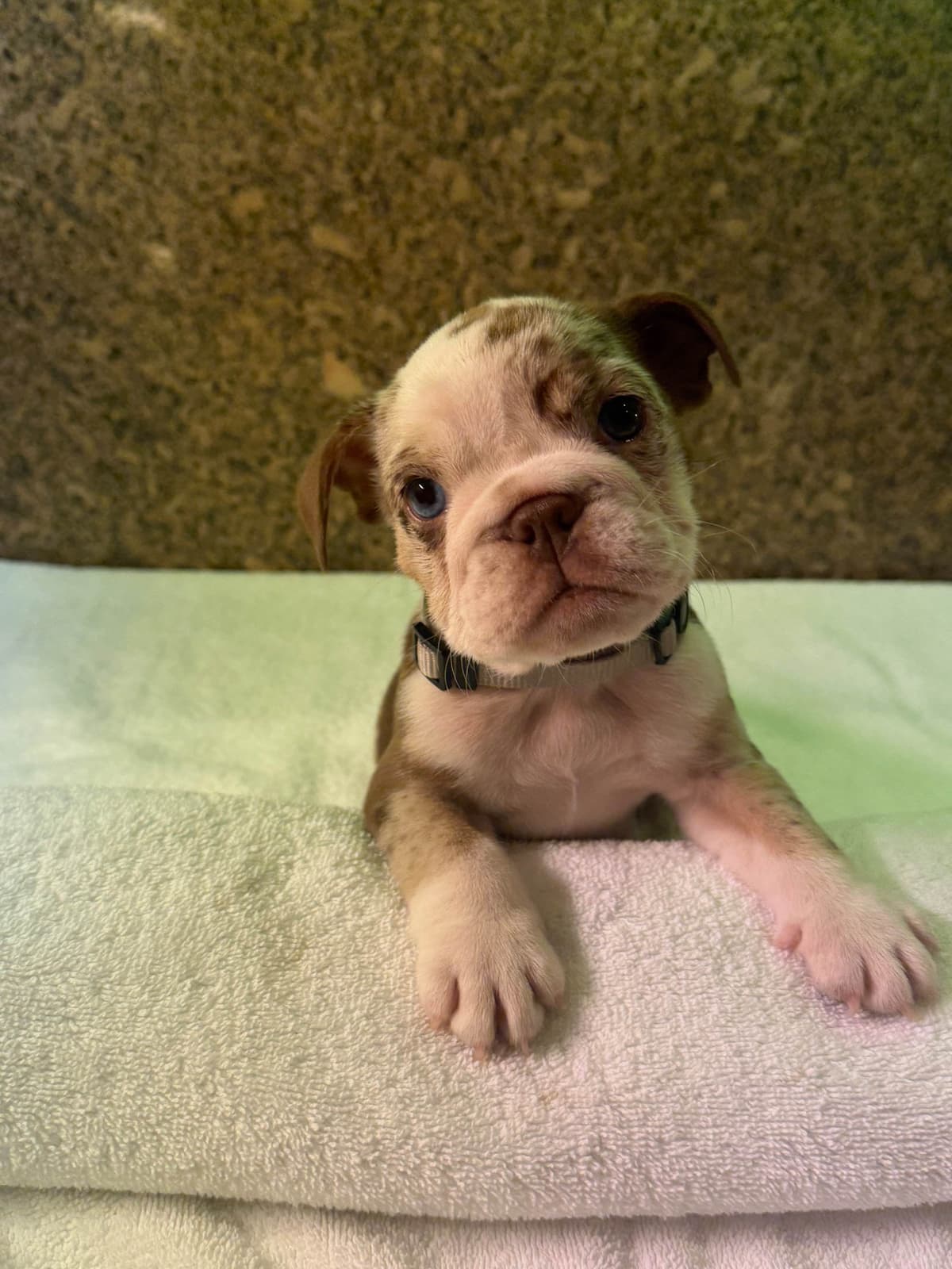 Available now. Bulldog Puppies (Mini) breeder image 11