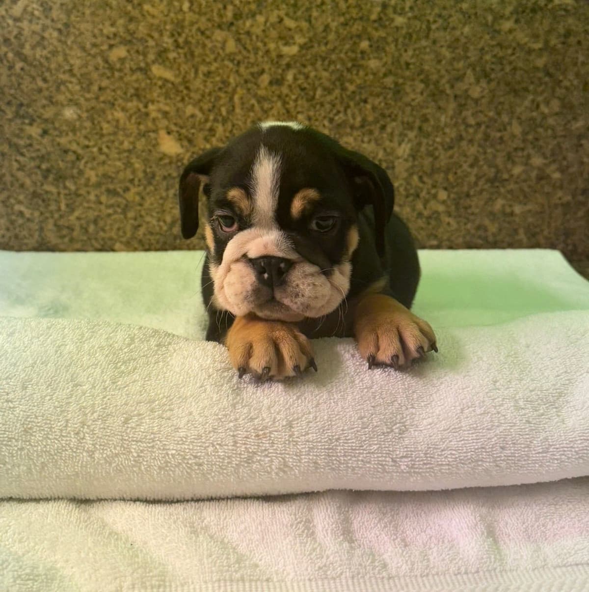 Available now. Bulldog Puppies (Mini) breeder image 12