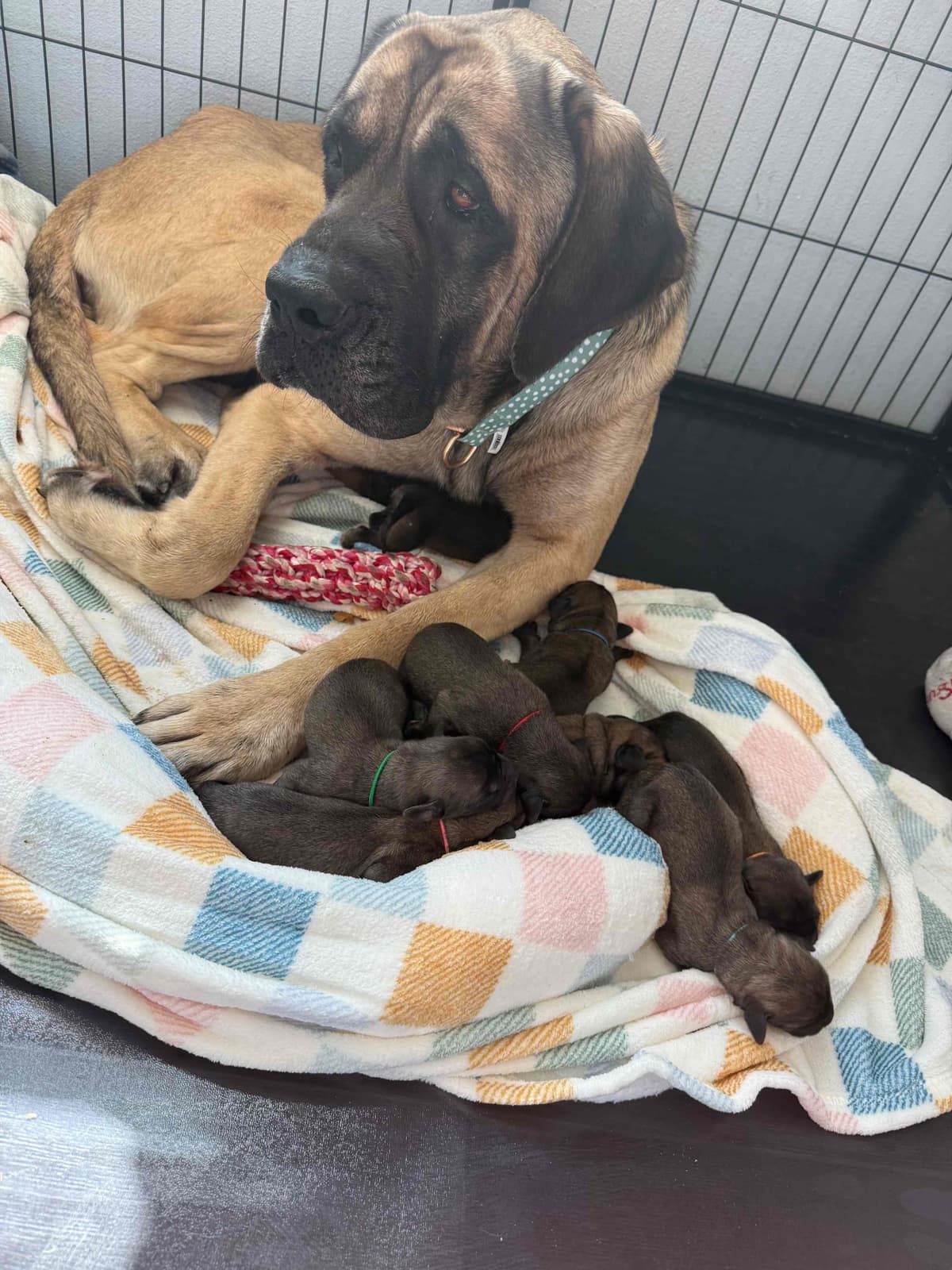 ๐พ English Mastiff Puppies ๐พ breeder image 9