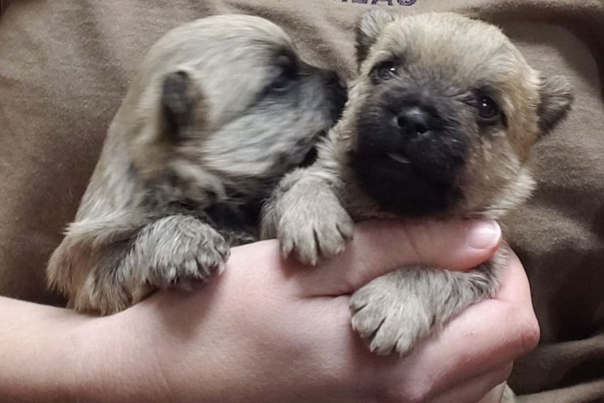 Cairn Terrier Puppies breeder image 11
