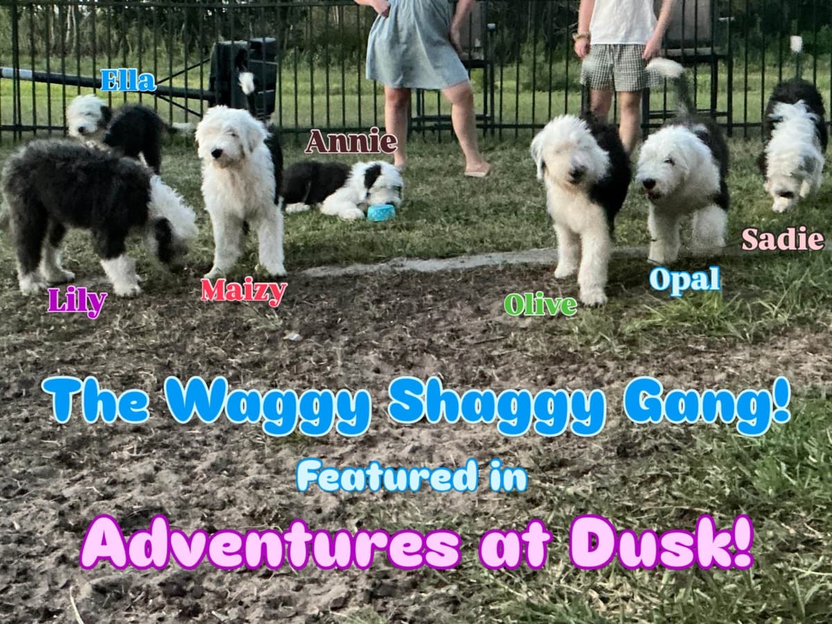 Old English Sheepdog Puppies from (and with their) Waggy Shaggy Tails breeder image 1