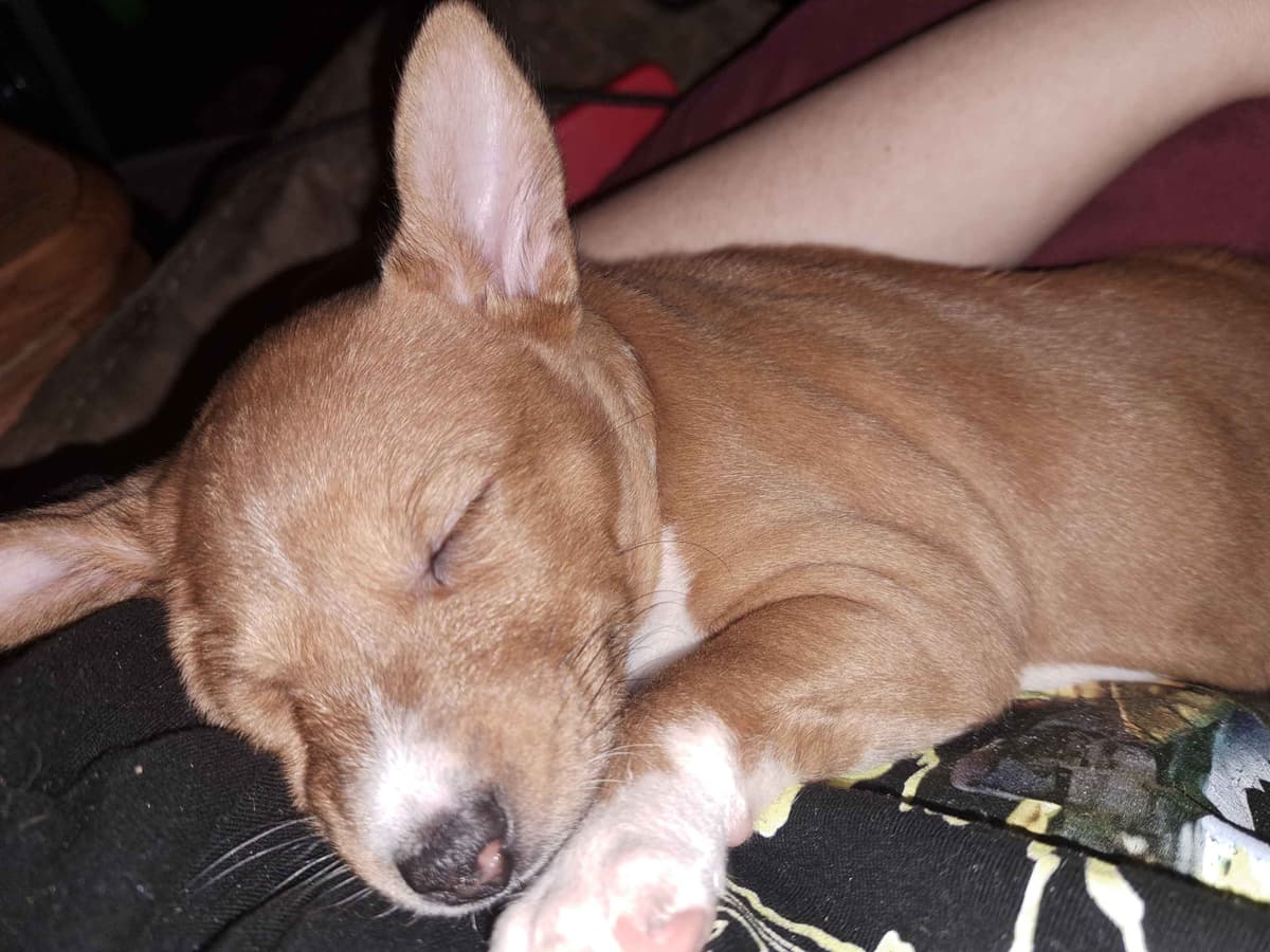 Basenji Puppies breeder image 4