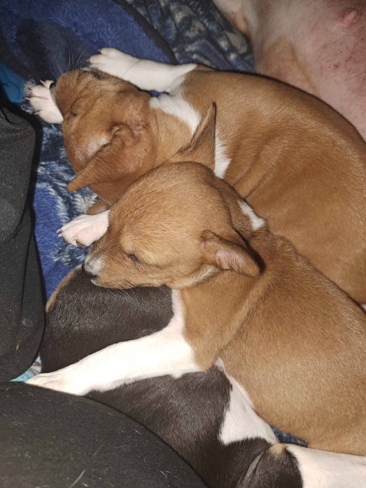 Basenji Puppies breeder image 9