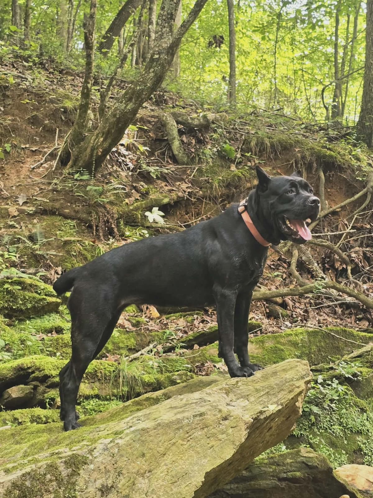 Rogers Cane Corso Puppies breeder image 2