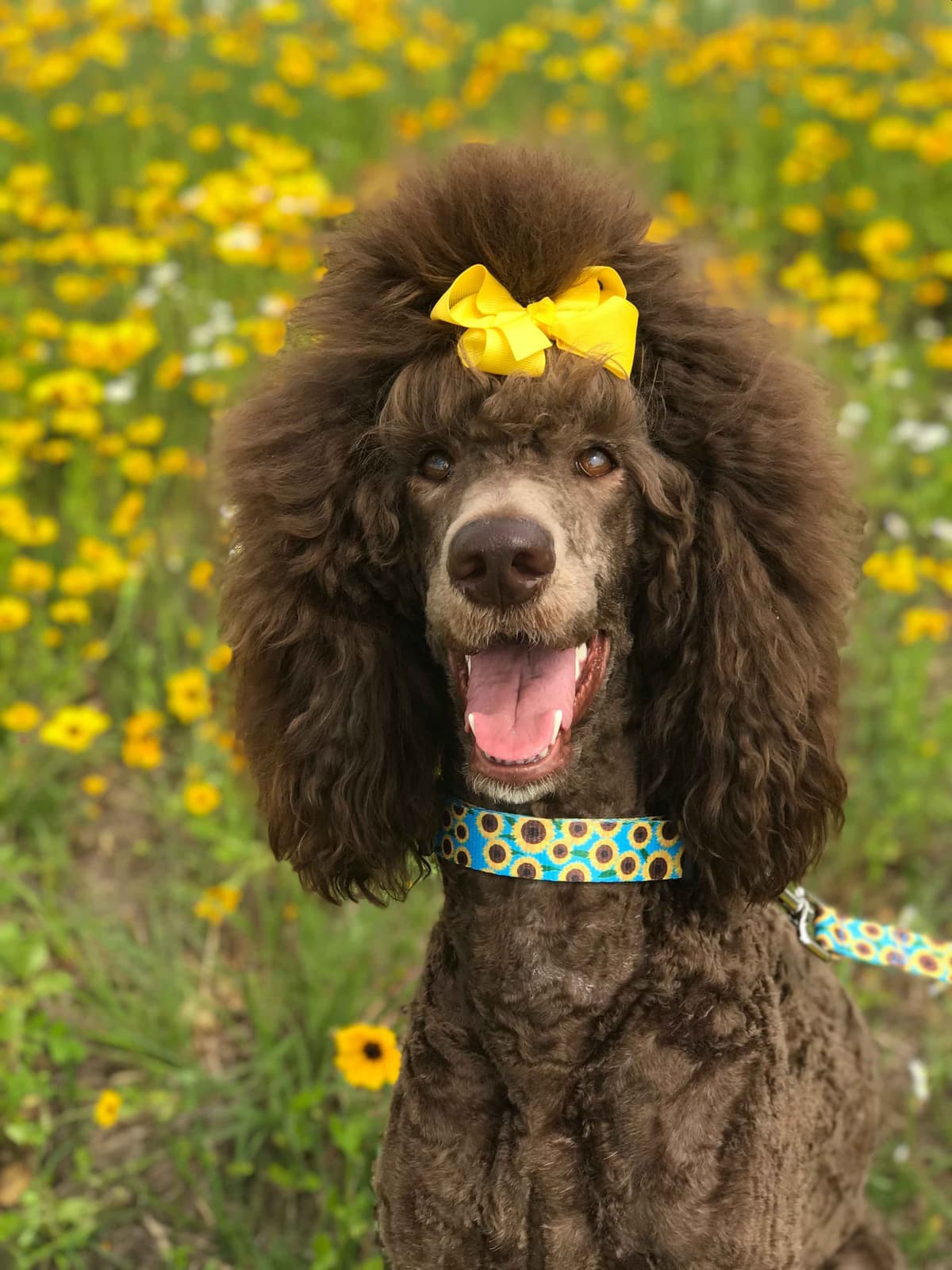 Standard Poodle Puppies - Large breeder image 7