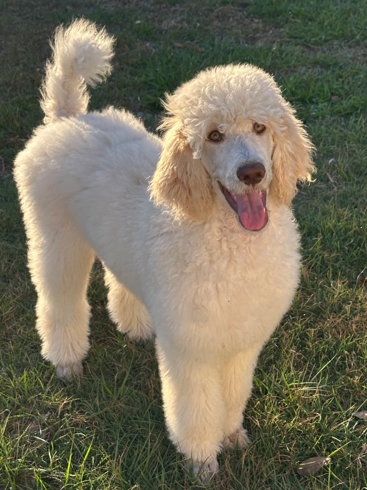 Standard Poodle Puppies - Large breeder image 1