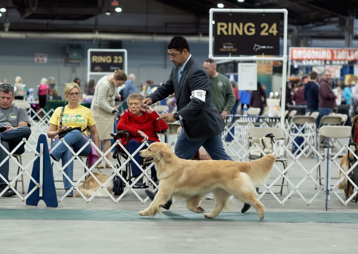 Exceptional Golden Retriever Puppies Available breeder image 5