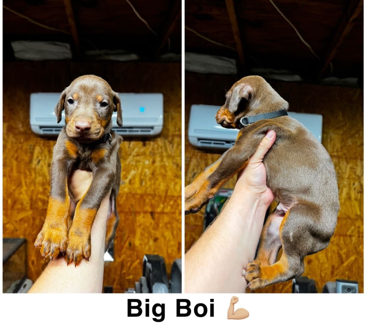 Doberman Pinscher Puppies breeder image 2