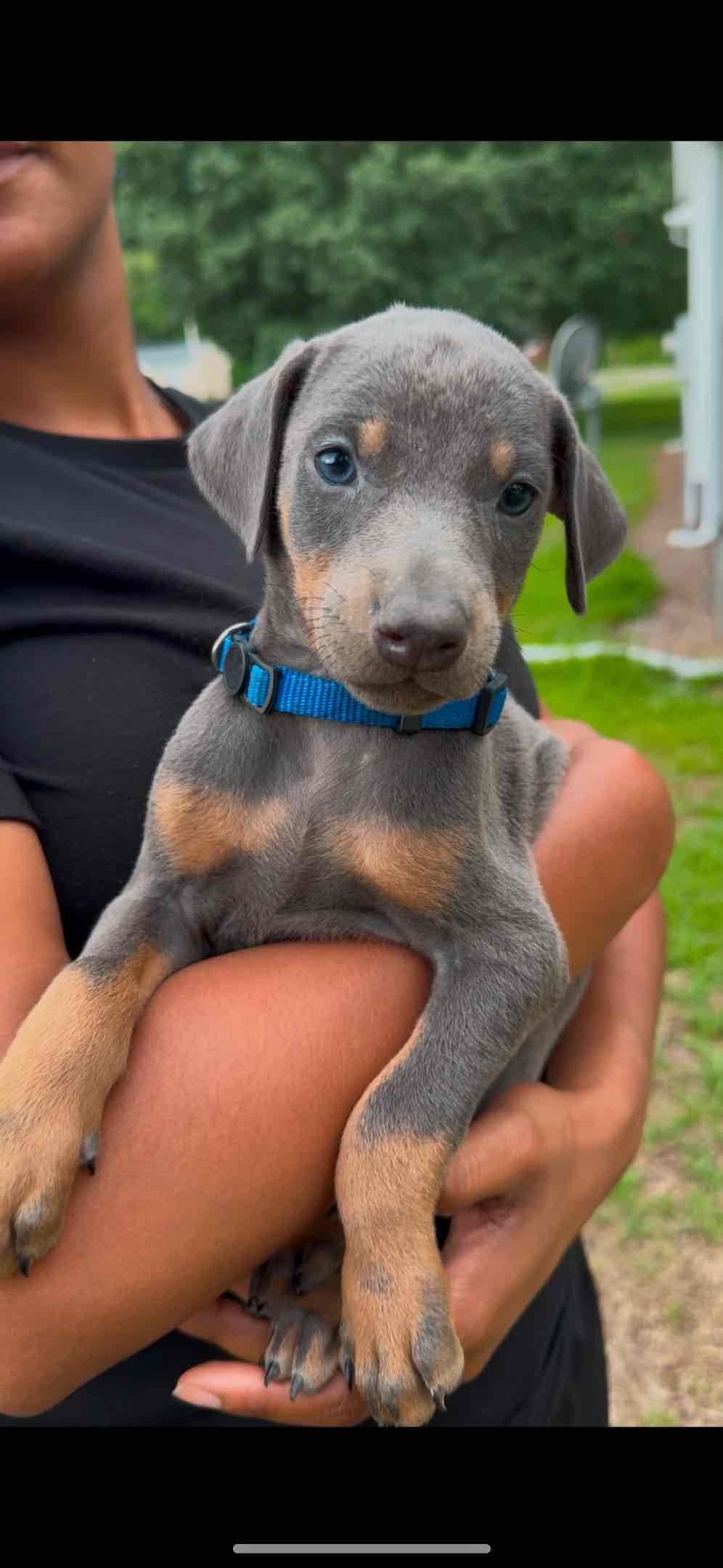 Doberman Pinscher Puppies breeder image 7