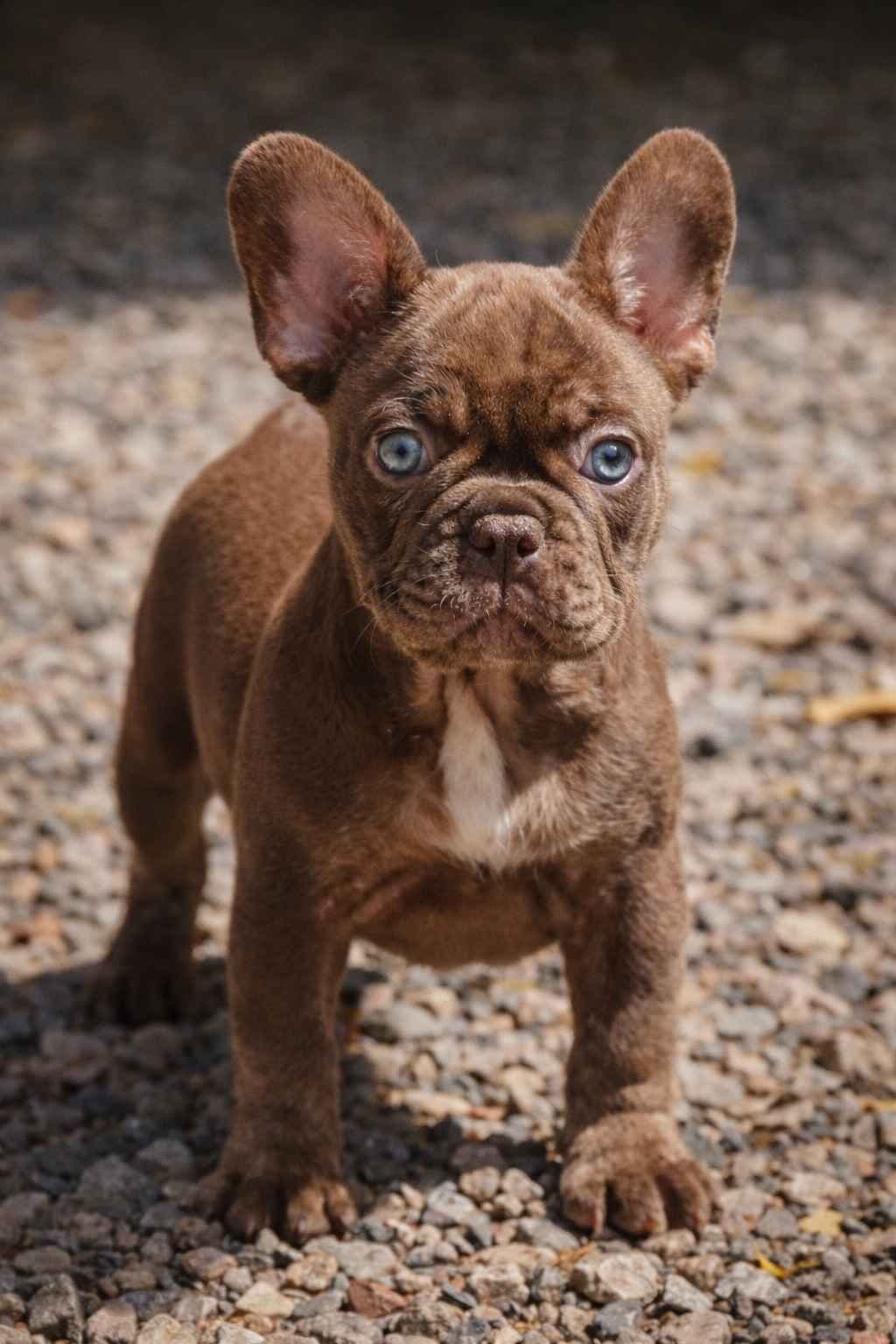 French Bulldog Puppy ready for home🐾 breeder image 9