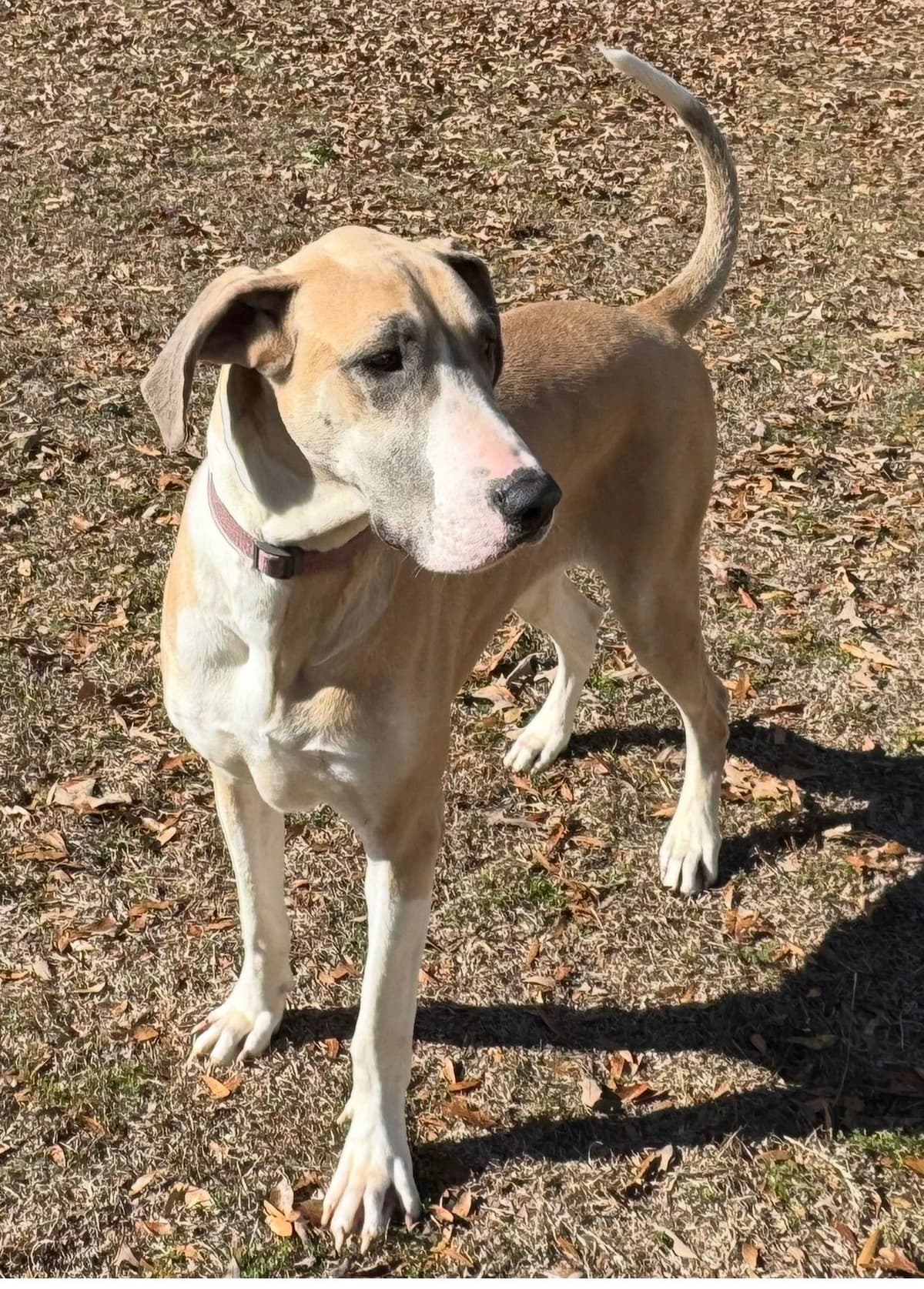 Great Dane Puppies breeder image 4