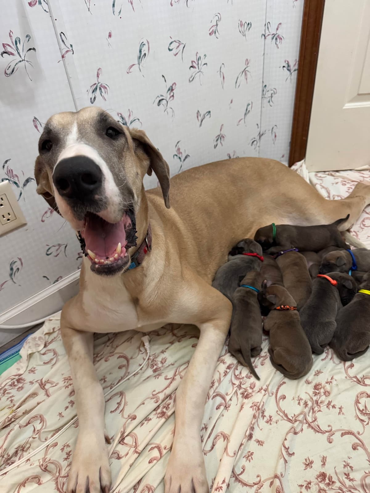 Great Dane Puppies breeder image 6