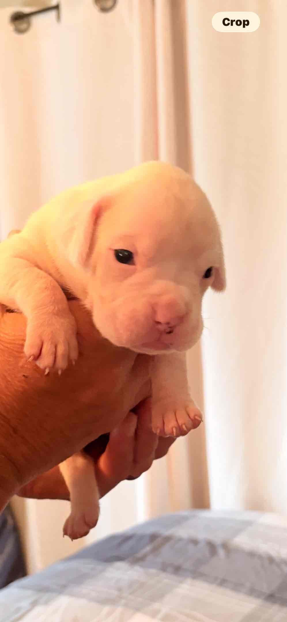 Boxer Puppies breeder image 4